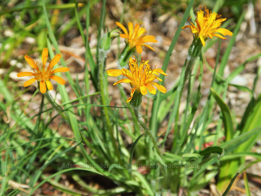 not-very-orange agoseris (Agoseris aurantiaca) [Eagle Point Trail, Olympic National Park, Clallam County, Washington]