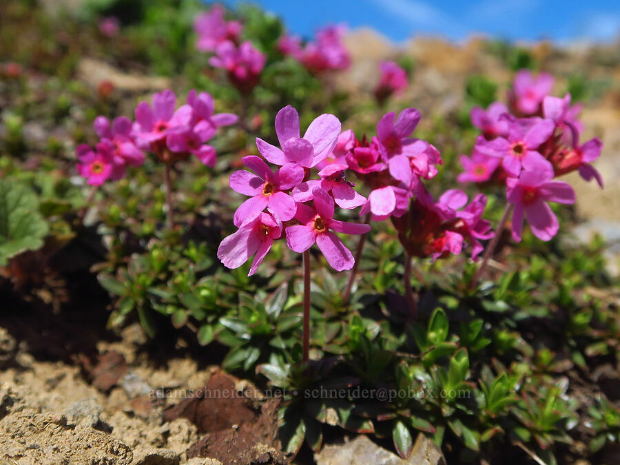dwarf-primrose (smooth douglasia) (Douglasia laevigata (Androsace laevigata)) [Eagle Point, Olympic National Park, Clallam County, Washington]