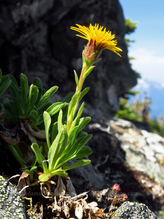 Lyall's goldenweed (Tonestus lyallii (Haplopappus lyallii)) [Eagle Point Trail, Olympic National Park, Clallam County, Washington]