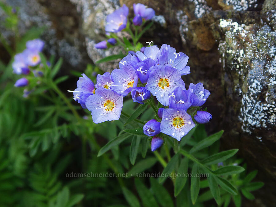 California Jacob's-ladder (Polemonium californicum) [Eagle Point Trail, Olympic National Park, Clallam County, Washington]