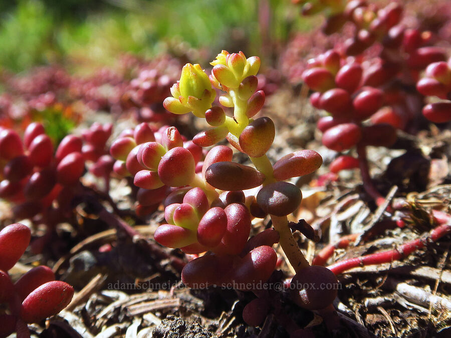 spreading stonecrop, budding (Sedum divergens) [Eagle Point Trail, Olympic National Park, Clallam County, Washington]