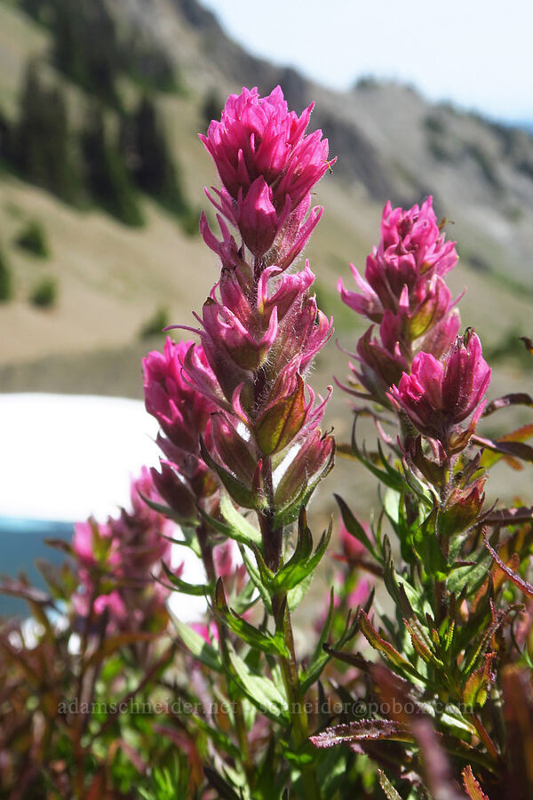 Olympic paintbrush (Castilleja parviflora var. olympica) [Eagle Point Trail, Olympic National Park, Clallam County, Washington]