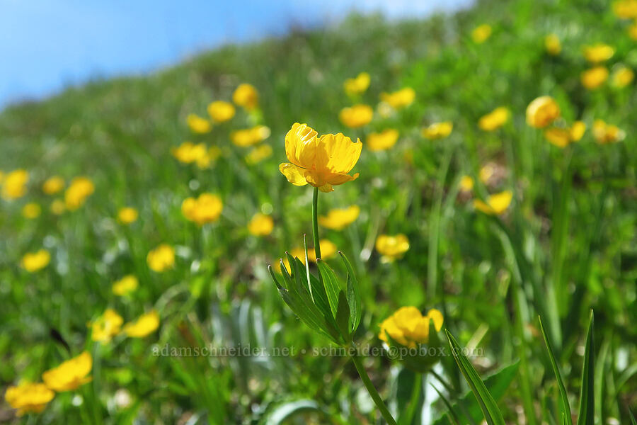 snow buttercups (Ranunculus eschscholtzii) [Eagle Point Trail, Olympic National Park, Clallam County, Washington]