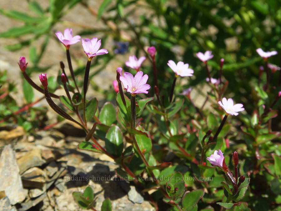 talus willow-herb (Epilobium clavatum) [Eagle Point Trail, Olympic National Park, Clallam County, Washington]