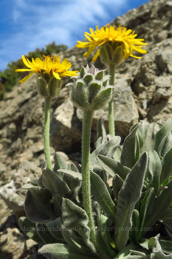arctic agoseris (Agoseris glauca var. dasycephala) [Obstruction Point Road, Olympic National Park, Clallam County, Washington]