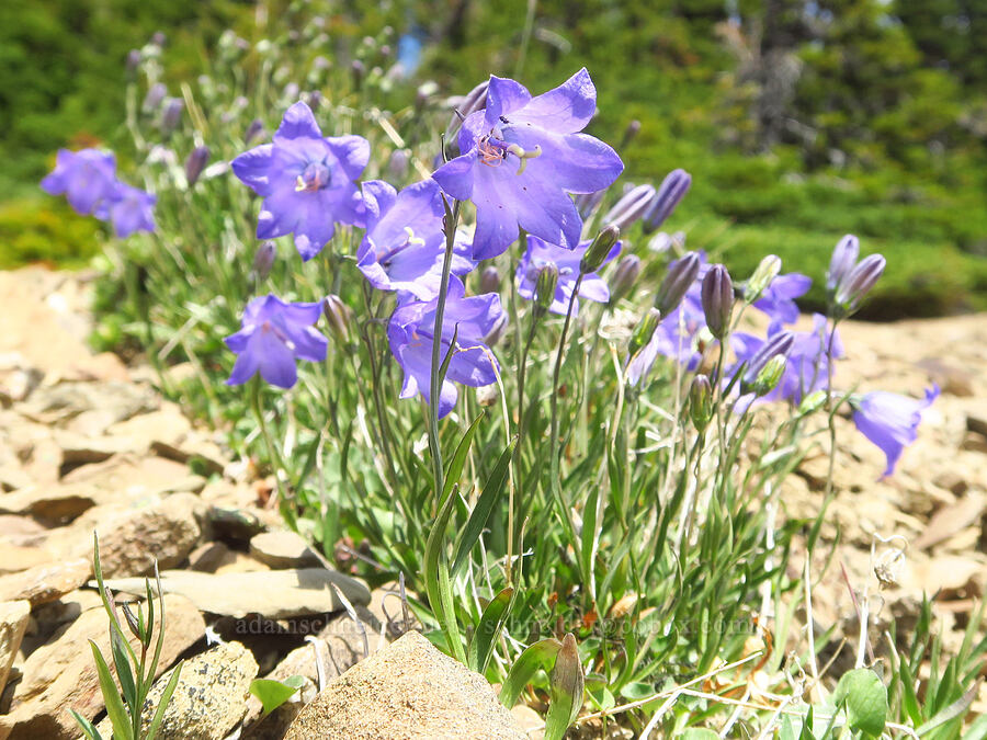 harebells (Campanula petiolata (Campanula rotundifolia)) [Obstruction Point-Deer Park Trail, Olympic National Park, Clallam County, Washington]