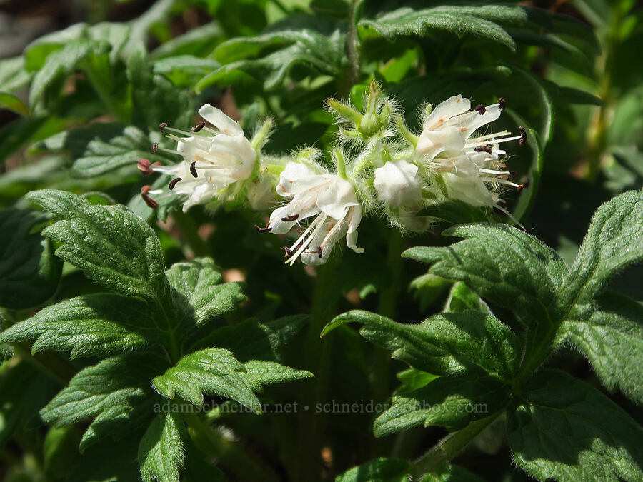 Fendler's waterleaf (Hydrophyllum fendleri var. albifrons (Hydrophyllum albifrons)) [Obstruction Point-Deer Park Trail, Olympic National Park, Clallam County, Washington]