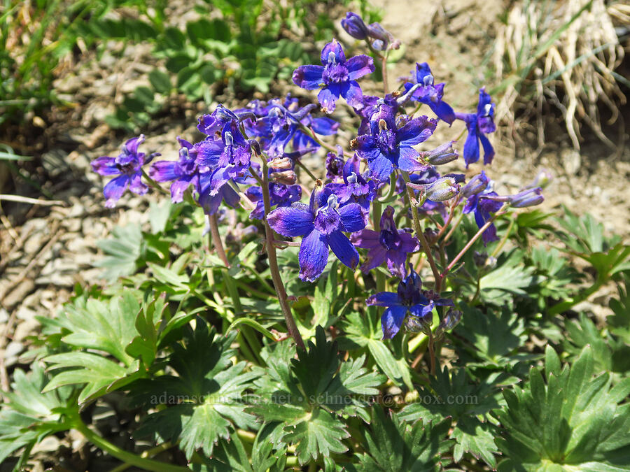 Olympic larkspur (Delphinium glareosum) [Obstruction Point-Deer Park Trail, Olympic National Park, Clallam County, Washington]