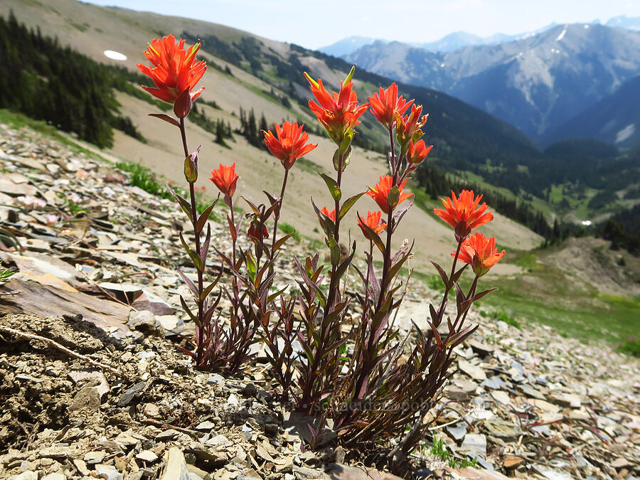 scarlet paintbrush (Castilleja miniata) [Obstruction Point-Deer Park Trail, Olympic National Park, Clallam County, Washington]