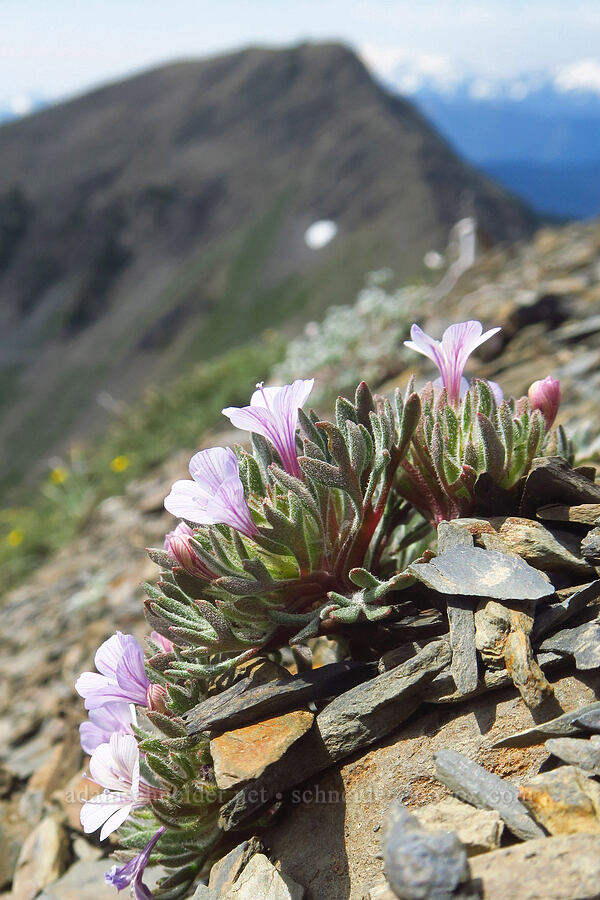 talus collomia (Collomia larsenii) [Obstruction Point-Deer Park Trail, Olympic National Park, Clallam County, Washington]