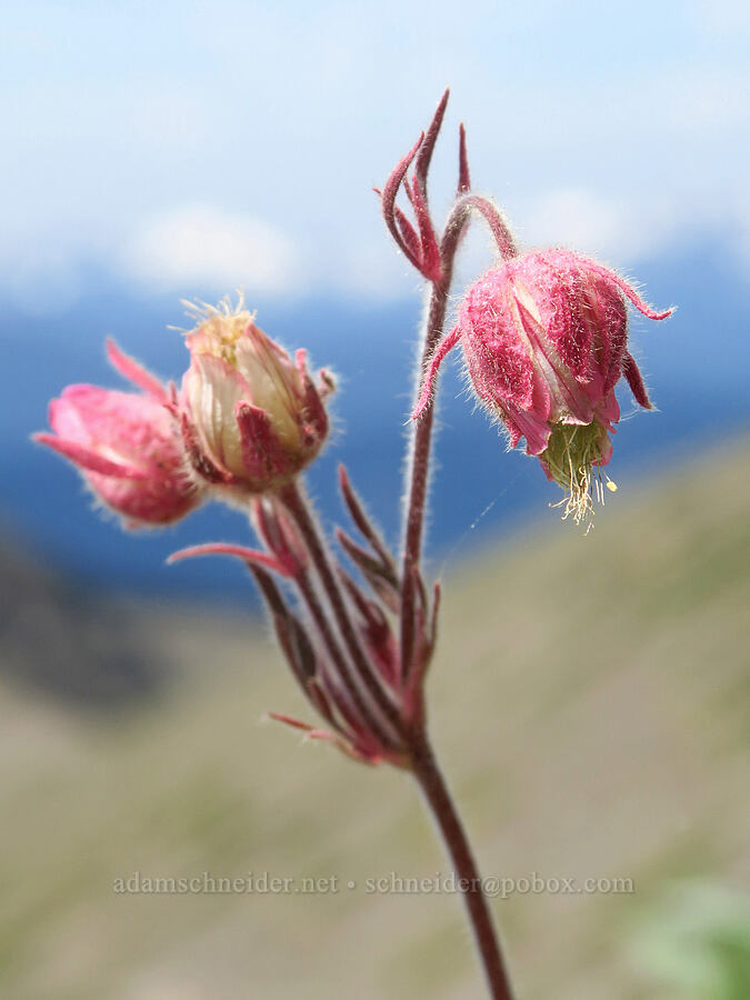 prairie smoke (Geum triflorum) [Obstruction Point-Deer Park Trail, Olympic National Park, Clallam County, Washington]