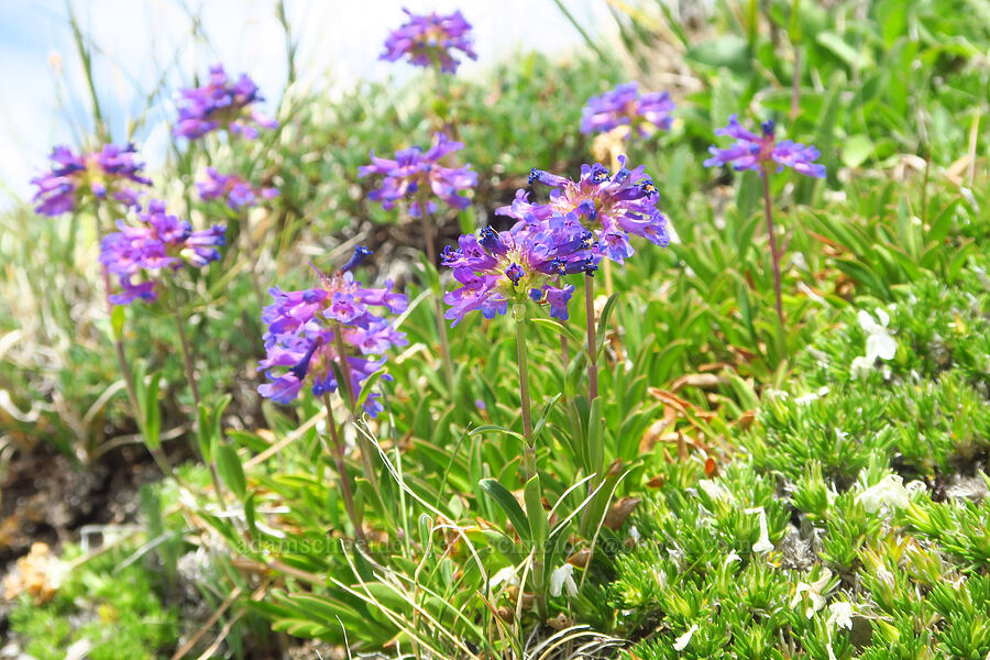 small-flowered penstemon (Penstemon procerus) [Obstruction Point-Deer Park Trail, Olympic National Park, Clallam County, Washington]