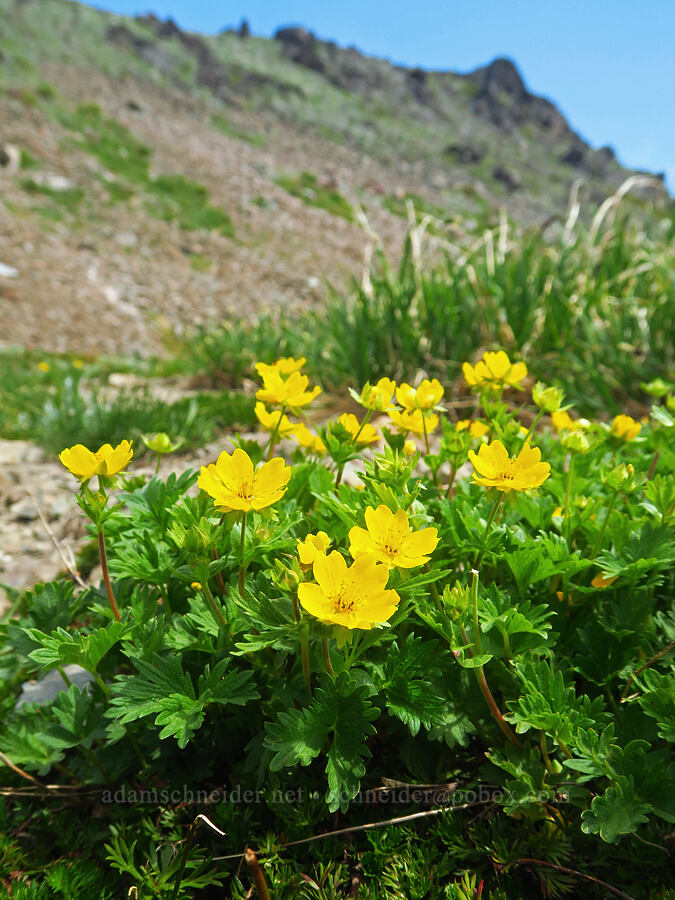 fan-leaf cinqufoil (Potentilla flabellifolia) [Elk Mountain, Olympic National Park, Clallam County, Washington]