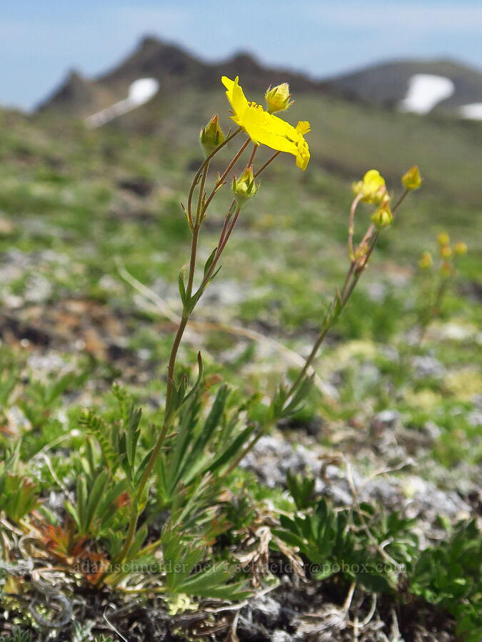 blue-leaf cinquefoil (Potentilla glaucophylla (Potentilla diversifolia var. glaucophylla)) [Elk Mountain, Olympic National Park, Clallam County, Washington]