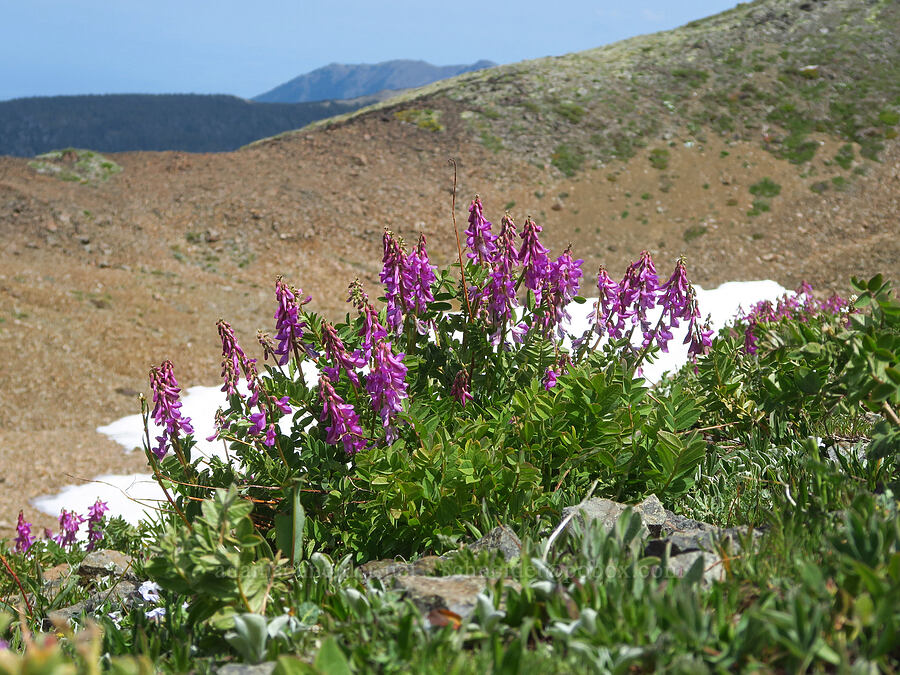 western sweet-vetch (Hedysarum occidentale) [Elk Mountain, Olympic National Park, Clallam County, Washington]