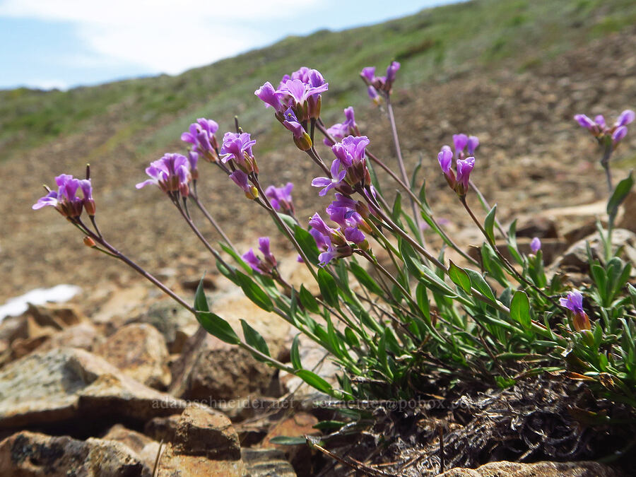 Lyall's rock-cress (Boechera lyallii (Arabis lyallii)) [Elk Mountain, Olympic National Park, Clallam County, Washington]