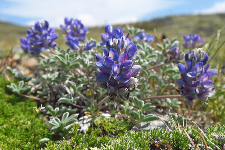 dwarf lupine (Lupinus lepidus var. lobbii) [Elk Mountain, Olympic National Park, Clallam County, Washington]