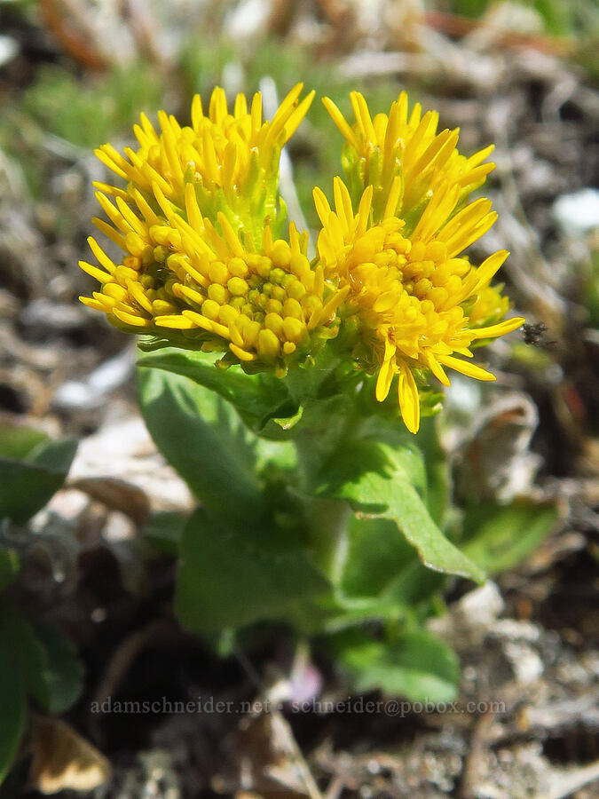 northern goldenrod (Solidago multiradiata) [Elk Mountain, Olympic National Park, Clallam County, Washington]