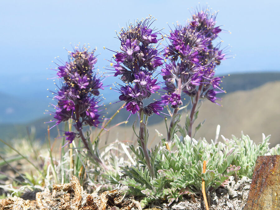 silky phacelia (Phacelia sericea) [Elk Mountain, Olympic National Park, Clallam County, Washington]