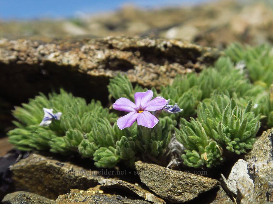 Henderson's phlox (Phlox hendersonii) [Elk Mountain, Olympic National Park, Clallam County, Washington]