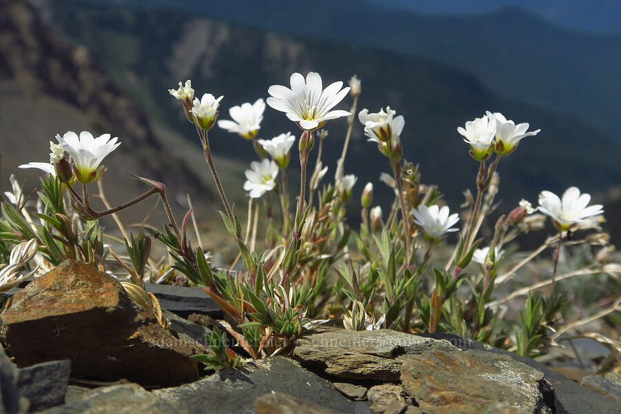 chickweed (Cerastium arvense ssp. strictum) [Elk Mountain, Olympic National Park, Clallam County, Washington]