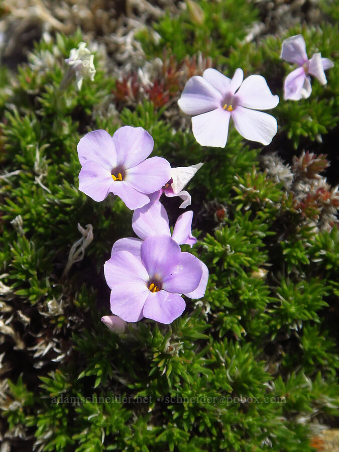 spreading phlox (Phlox diffusa) [Elk Mountain, Olympic National Park, Clallam County, Washington]
