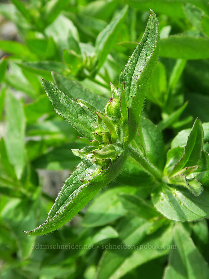 streambank arnica, budding (Arnica lanceolata ssp. prima (Arnica amplexicaulis)) [Elk Mountain Trail, Olympic National Park, Clallam County, Washington]