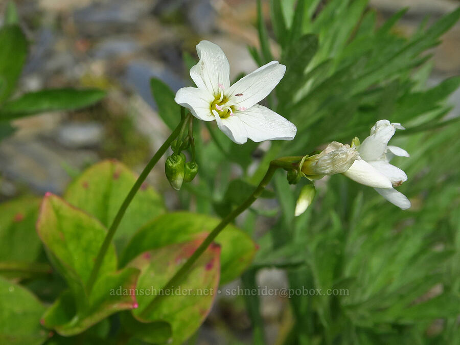 heart-leaf spring-beauty (Claytonia cordifolia (Montia cordifolia)) [Elk Mountain Trail, Olympic National Park, Clallam County, Washington]