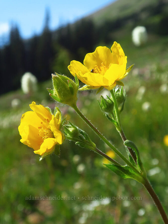 Drummond's cinquefoil (Potentilla drummondii ssp. drummondii) [Elk Mountain Trail, Olympic National Park, Clallam County, Washington]