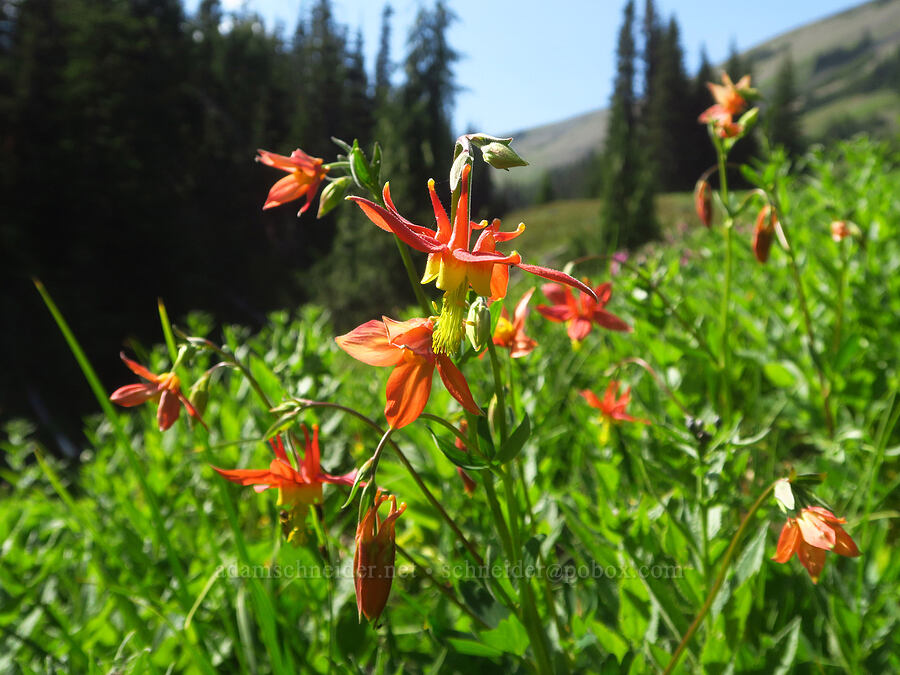 western columbine (Aquilegia formosa) [Badger Valley Trail, Olympic National Park, Clallam County, Washington]