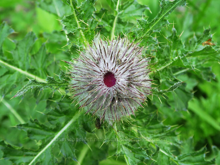 edible thistle, budding (Cirsium edule) [Badger Valley Trail, Olympic National Park, Clallam County, Washington]