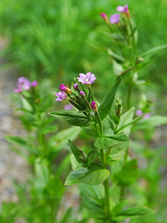 willow-herb (Epilobium ciliatum) [Badger Valley Trail, Olympic National Park, Clallam County, Washington]