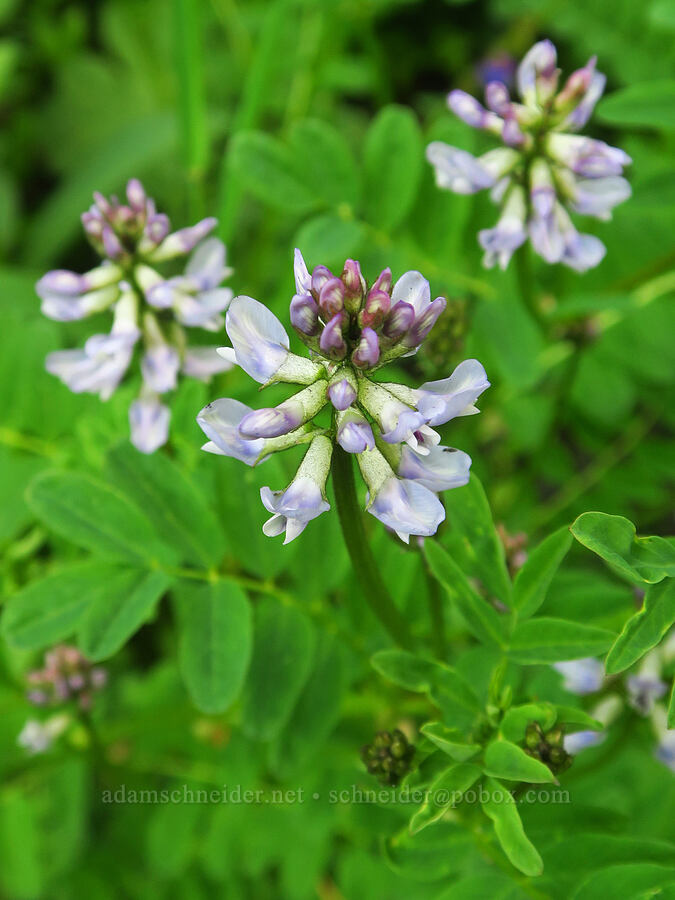 Robbins' milk-vetch (Astragalus robbinsii) [Badger Valley, Olympic National Park, Clallam County, Washington]