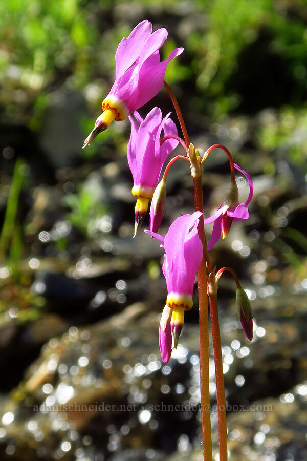Alaskan shooting-stars (Dodecatheon pulchellum var. macrocarpum (Primula pauciflora var. macrocarpa)) [Badger Valley, Olympic National Park, Clallam County, Washington]