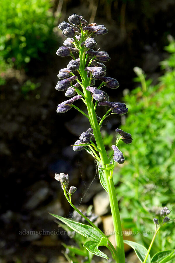 Sierra larkspur, budding (Delphinium glaucum) [Badger Valley, Olympic National Park, Clallam County, Washington]