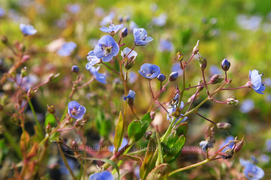 American speedwell (Veronica americana) [Badger Valley Trail, Olympic National Park, Clallam County, Washington]