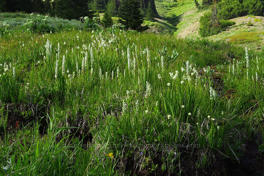 bog orchids & sticky false asphodel (Platanthera dilatata (Habenaria dilatata) (Piperia dilatata), Triantha occidentalis ssp. brevistyla (Tofieldia glutinosa var. brevistyla)) [Badger Valley Trail, Olympic National Park, Clallam County, Washington]