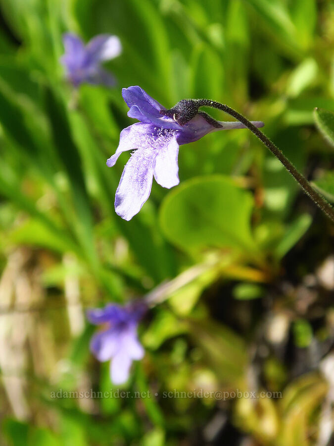 butterwort (Pinguicula macroceras (Pinguicula vulgaris ssp. macroceras)) [Badger Valley Trail, Olympic National Park, Clallam County, Washington]