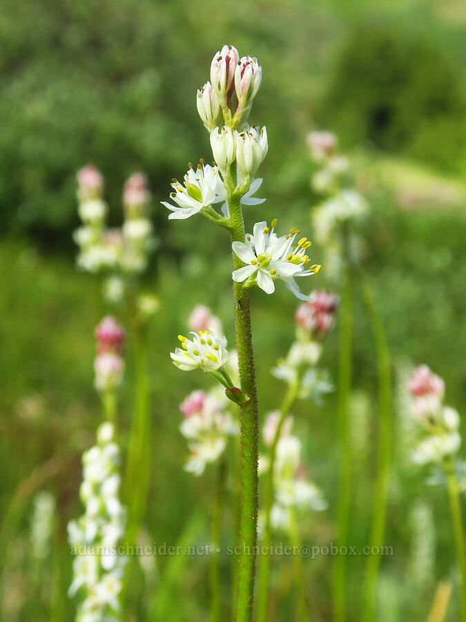 western false asphodel (Triantha occidentalis ssp. brevistyla (Tofieldia glutinosa var. brevistyla)) [Badger Valley Trail, Olympic National Park, Clallam County, Washington]