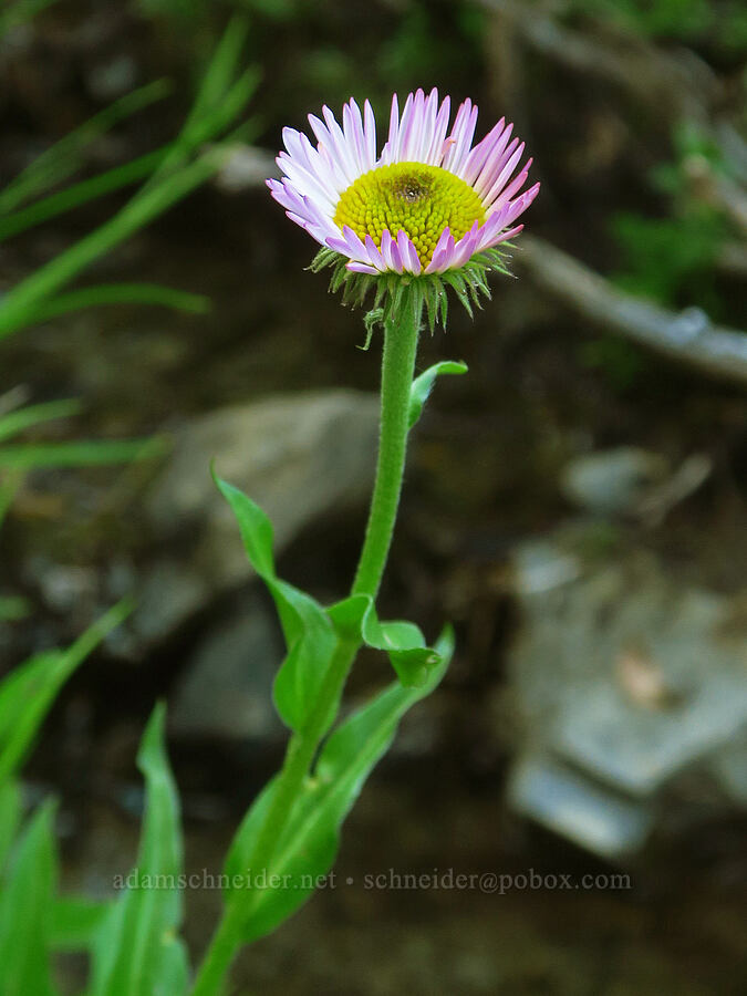 subalpine fleabane (Erigeron glacialis var. glacialis) [Badger Valley Trail, Olympic National Park, Clallam County, Washington]