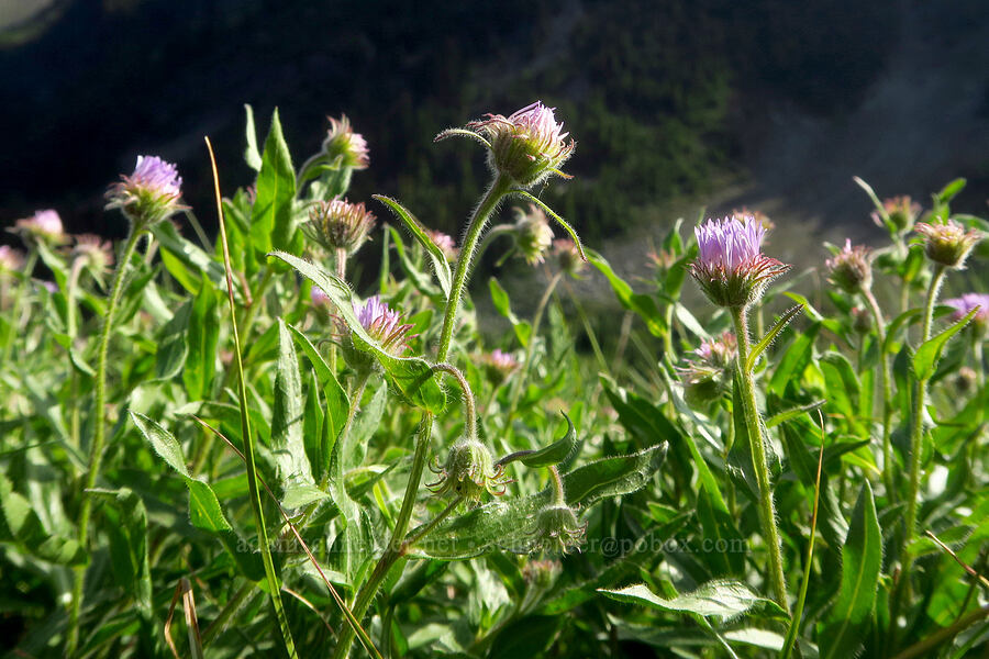 three-nerve fleabane (Erigeron subtrinervis) [Badger Valley Trail, Olympic National Park, Clallam County, Washington]