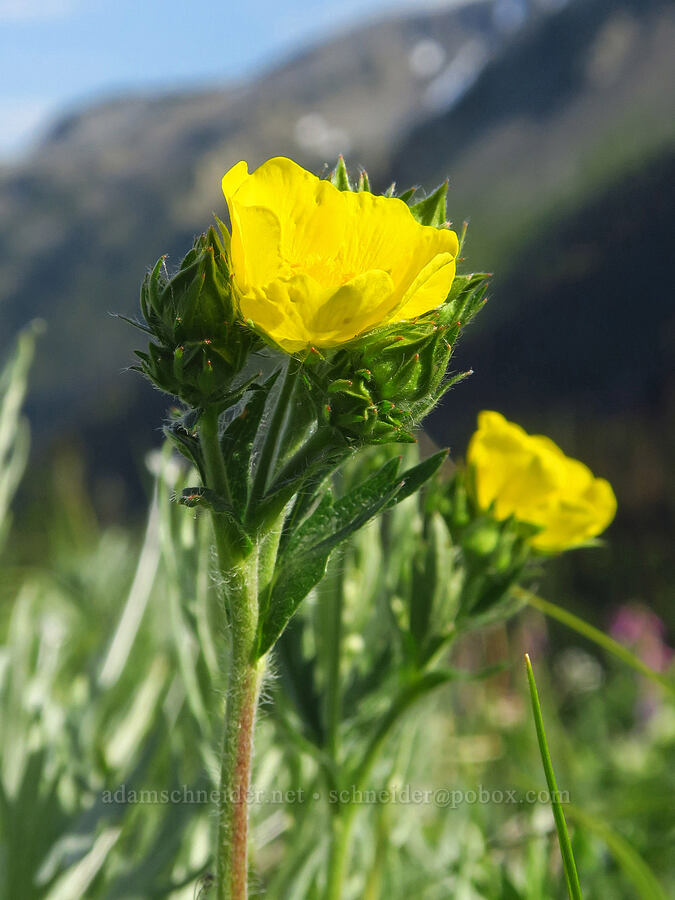 slender cinquefoil (Potentilla gracilis) [Badger Valley Trail, Olympic National Park, Clallam County, Washington]