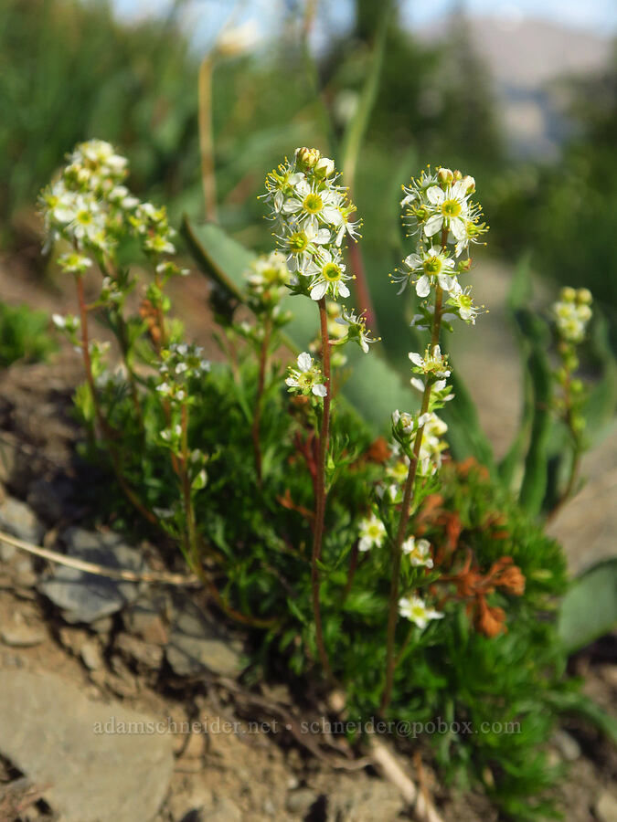 partridgefoot (Luetkea pectinata) [Badger Valley Trail, Olympic National Park, Clallam County, Washington]