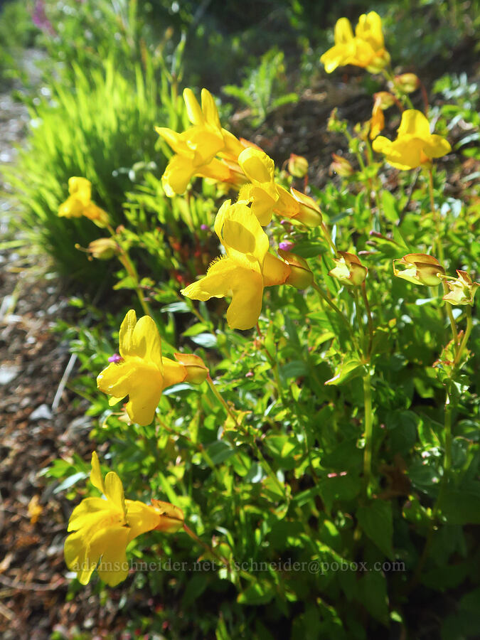 veronica-leaf monkeyflower (Erythranthe veronicifolia (Mimulus veronicifolius)) [Badger Valley Trail, Olympic National Park, Clallam County, Washington]