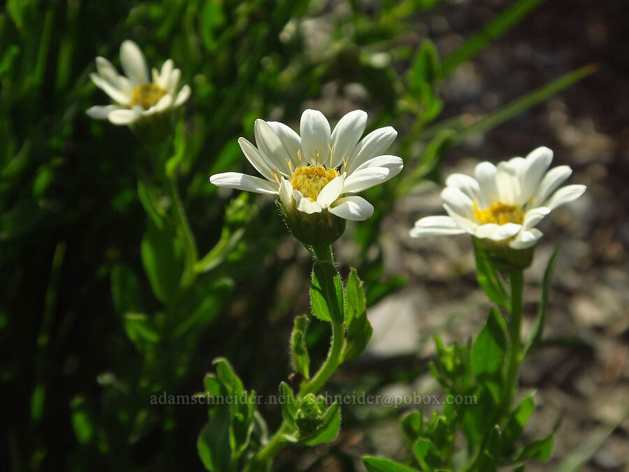 Olympic asters (Doellingeria paucicapitata (Eucephalus paucicapitatus) (Aster paucicapitatus)) [Badger Valley Trail, Olympic National Park, Clallam County, Washington]