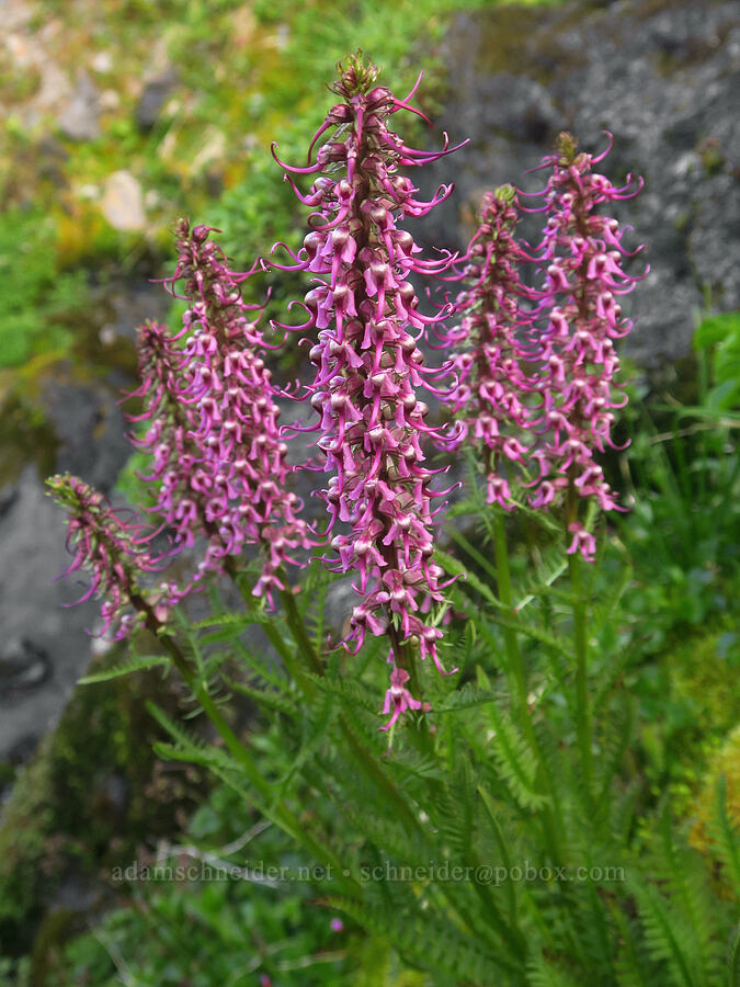elephant's-head lousewort (Pedicularis groenlandica) [Badger Valley Trail, Olympic National Park, Clallam County, Washington]