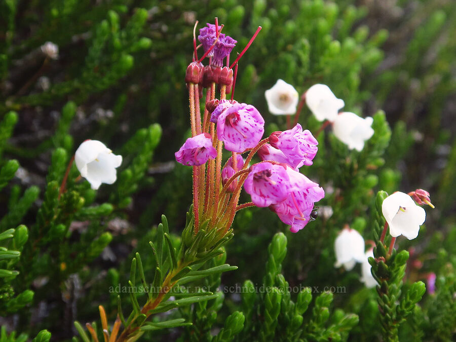 pink & white mountain heather (Phyllodoce empetriformis, Cassiope mertensiana) [Badger Valley Trail, Olympic National Park, Clallam County, Washington]