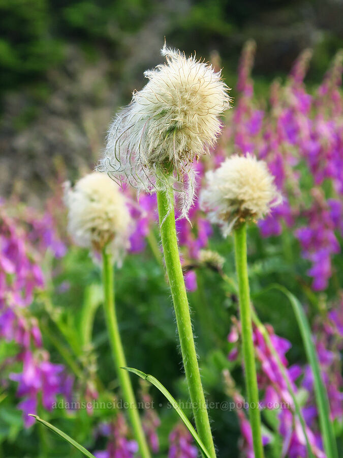 pasqueflower seed heads (Anemone occidentalis (Pulsatilla occidentalis)) [Badger Valley Trail, Olympic National Park, Clallam County, Washington]