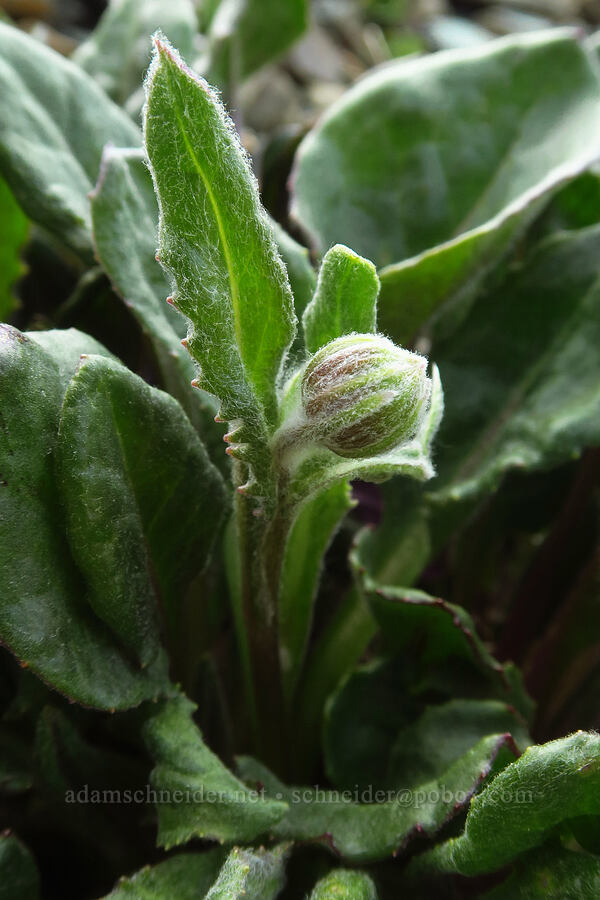 Olympic ragwort, budding (Senecio neowebsteri) [Badger Valley Trail, Olympic National Park, Clallam County, Washington]