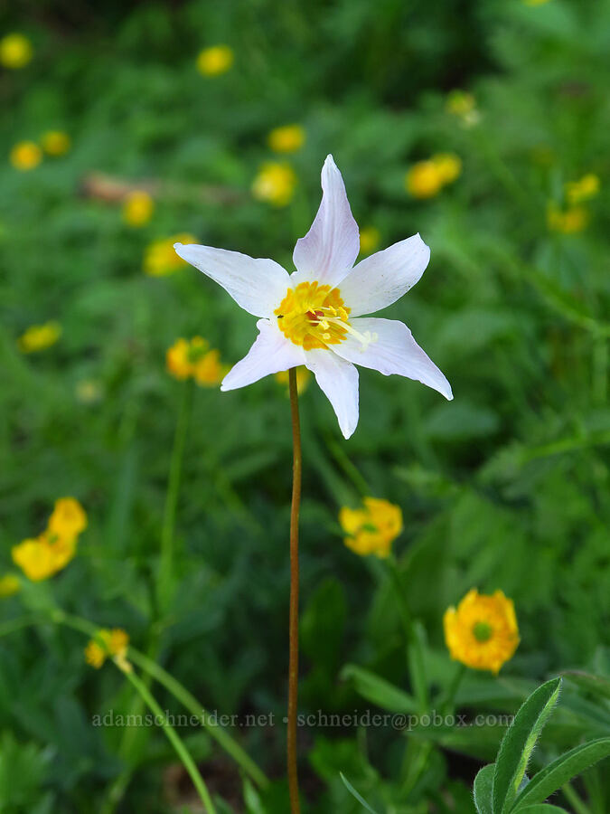 avalanche lily & snow buttercups (Erythronium montanum, Ranunculus eschscholtzii) [Obstruction Point Road, Olympic National Park, Clallam County, Washington]